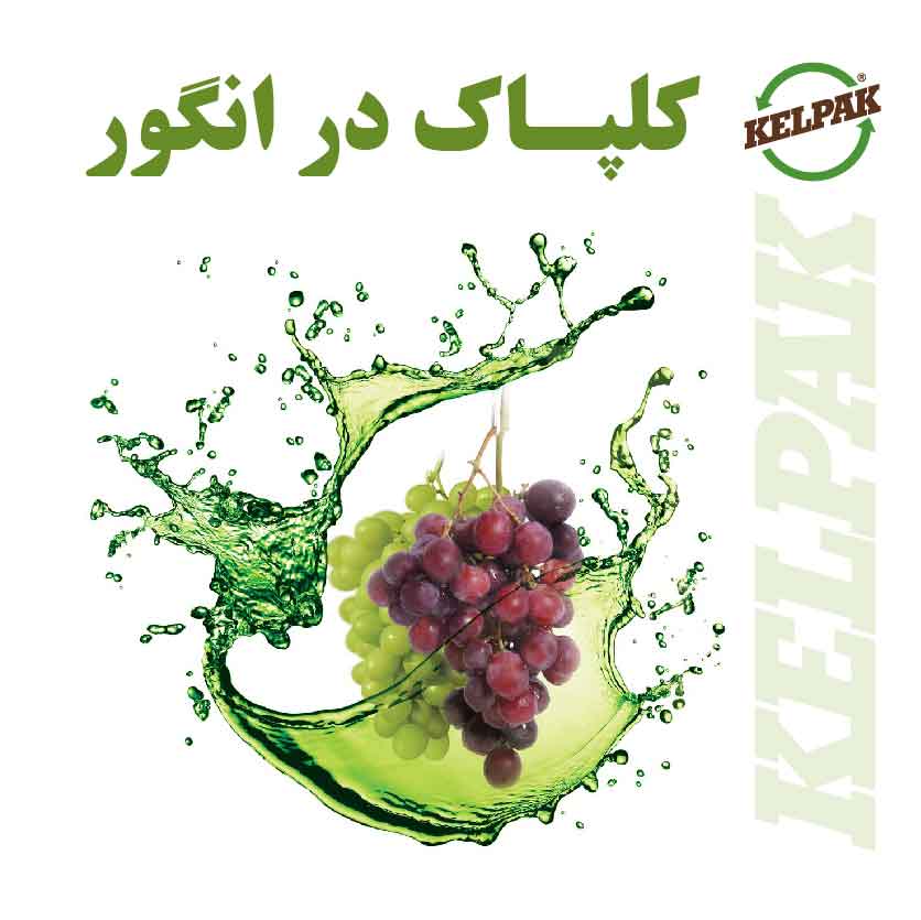 کلپاک در انگور